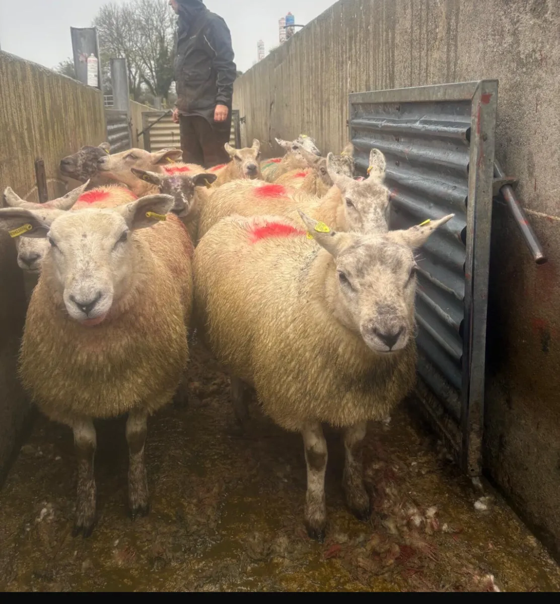 Sheep - Image 2