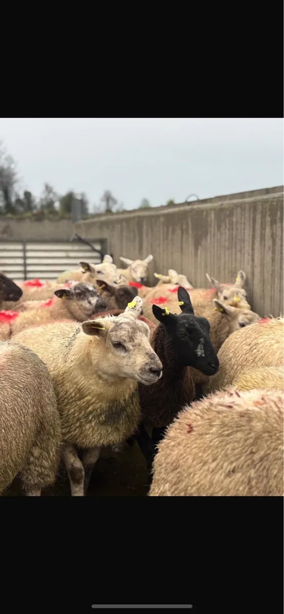 Sheep - Image 3