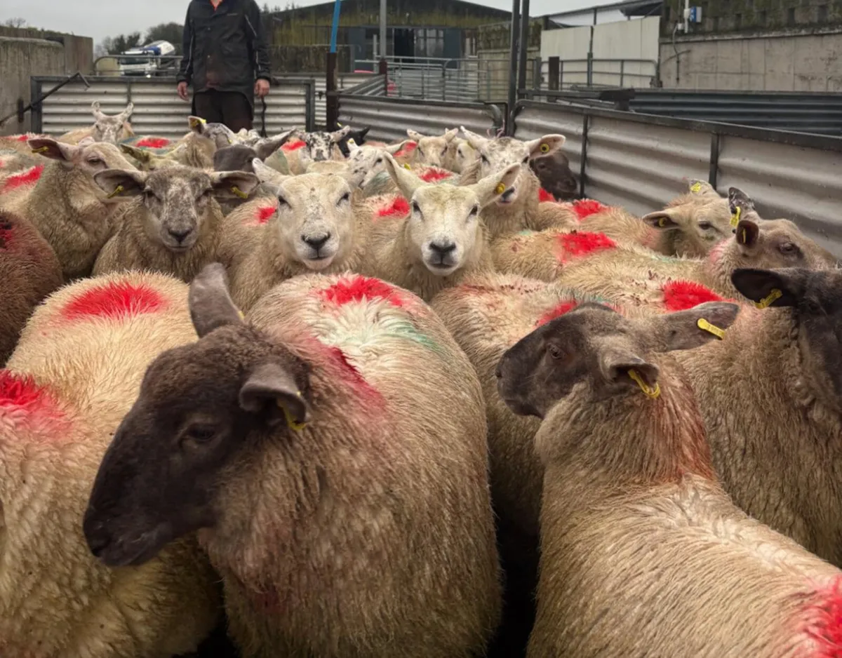 Sheep - Image 4