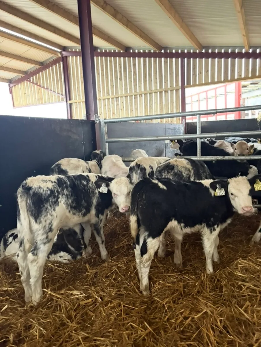9 super Bbx calves for sale - Image 1