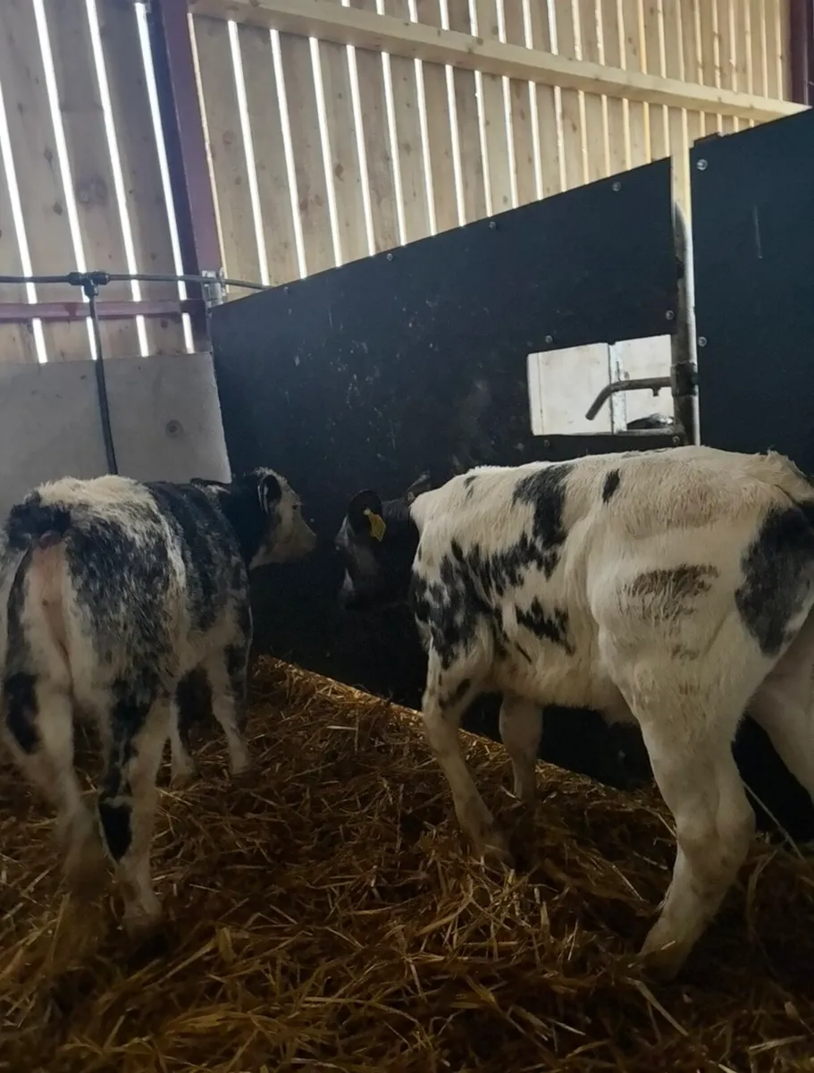 9 super Bbx calves for sale - Image 2
