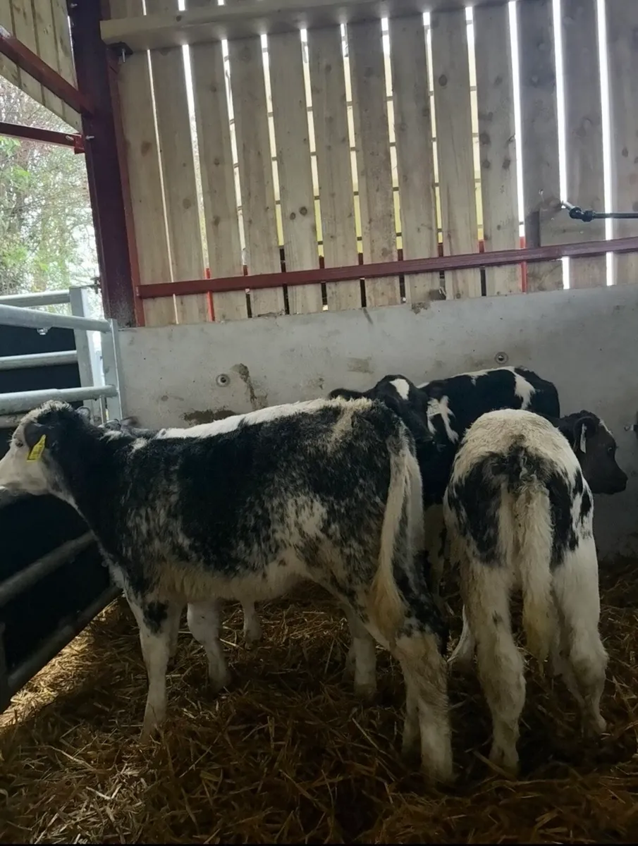 9 super Bbx calves for sale - Image 3