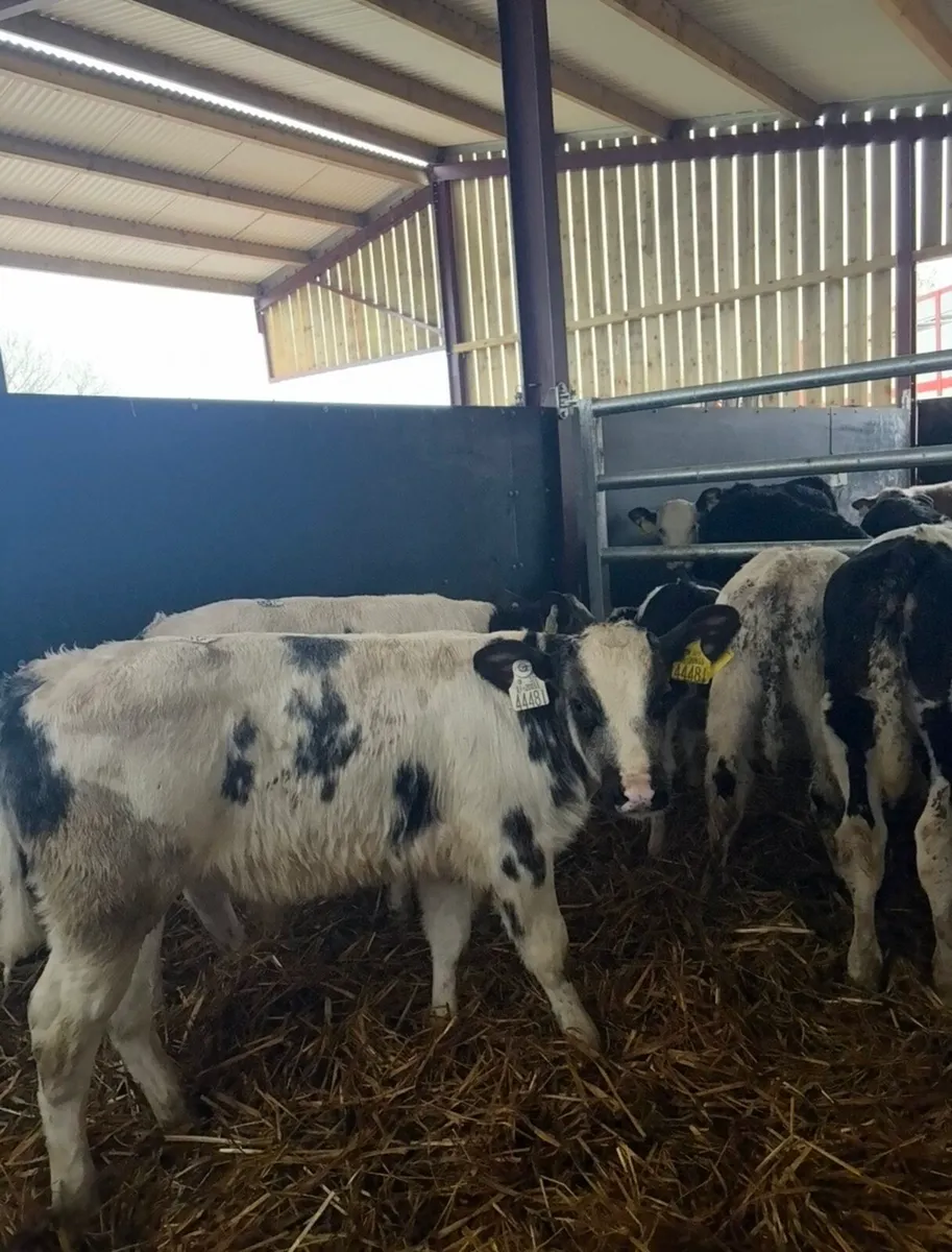9 super Bbx calves for sale - Image 4
