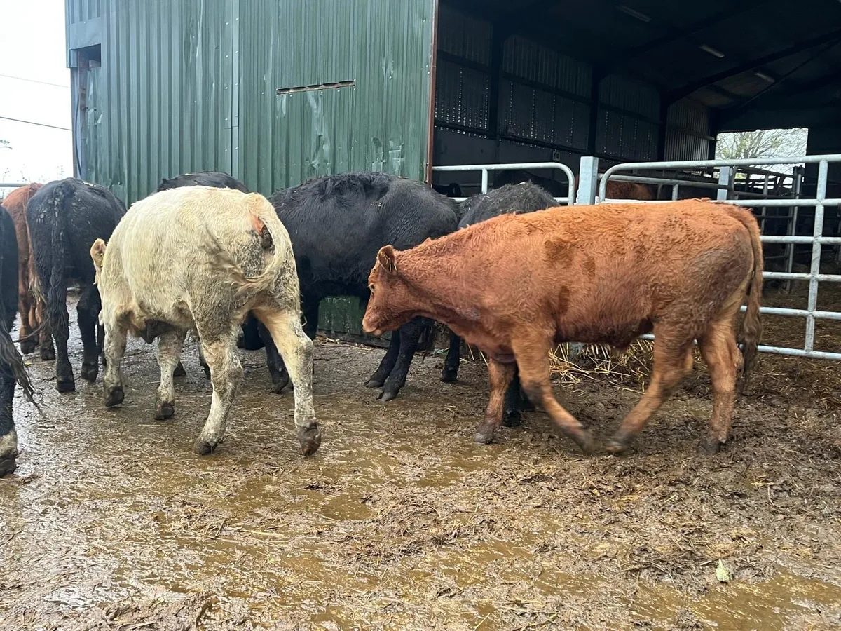 8 super 480 kg continental store bullocks - Image 1
