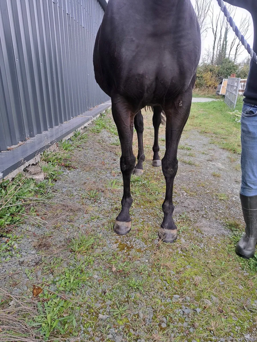 TB Mare in Foal to (King of Change) - Image 2