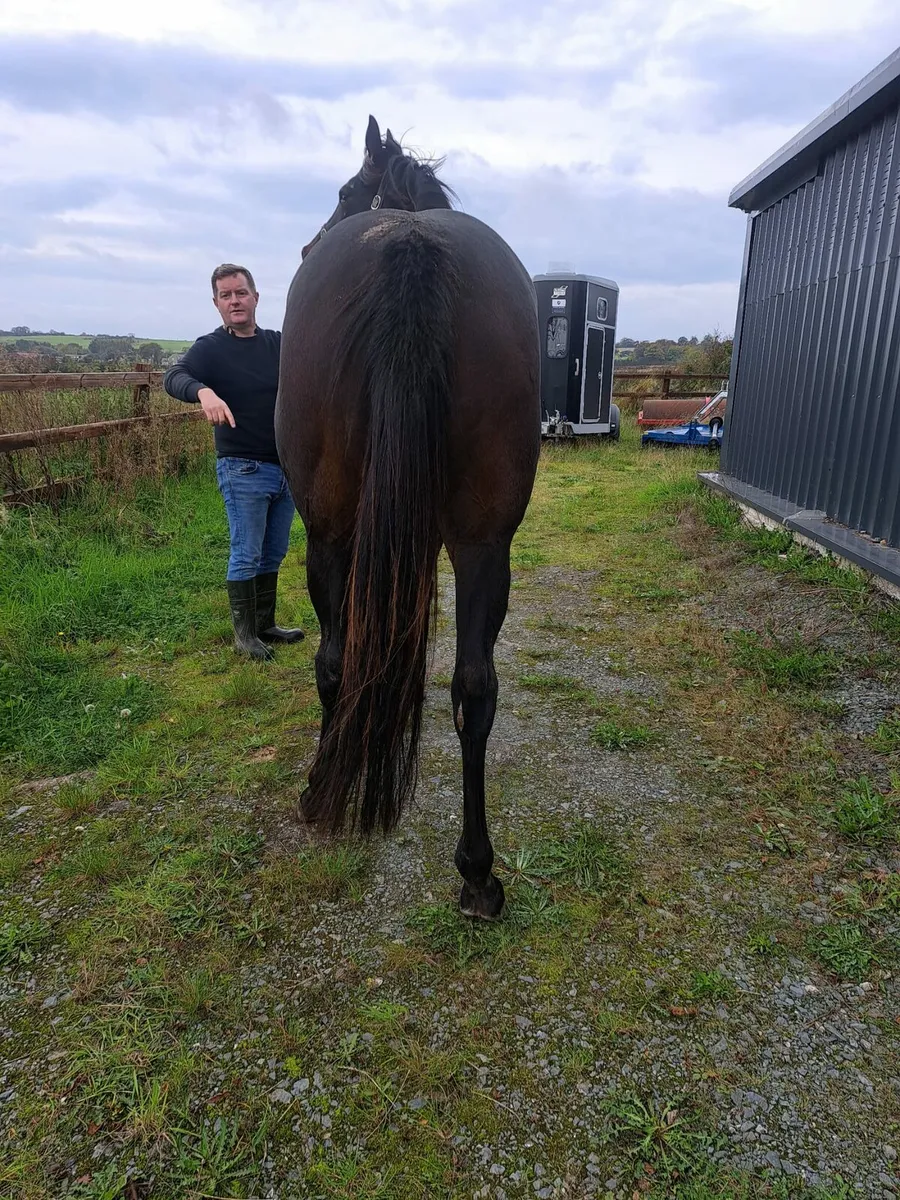 TB Mare in Foal to (King of Change) - Image 3