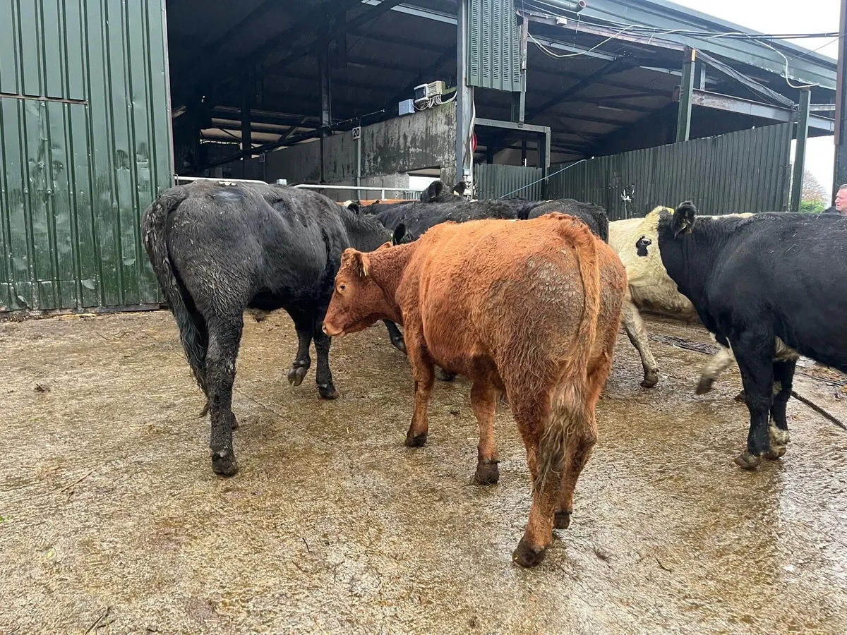 8 super 480 kg continental store bullocks - Image 2