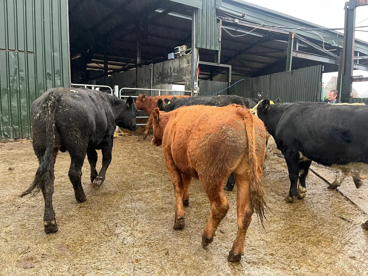 8 super 480 kg continental store bullocks - Image 3