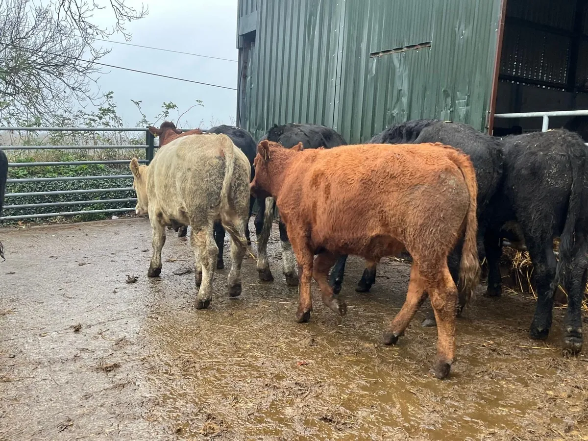 8 super 480 kg continental store bullocks - Image 4