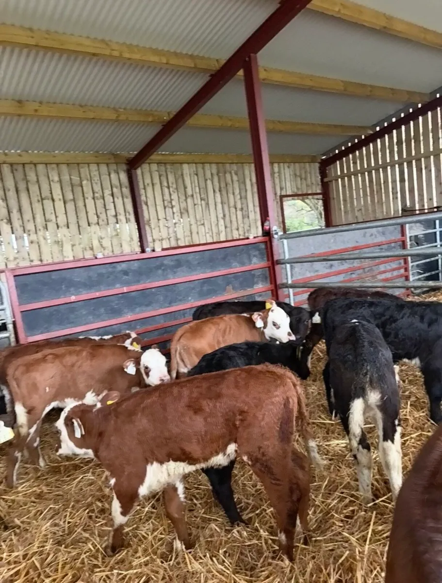 13 smashing heifer calves for sale - Image 1