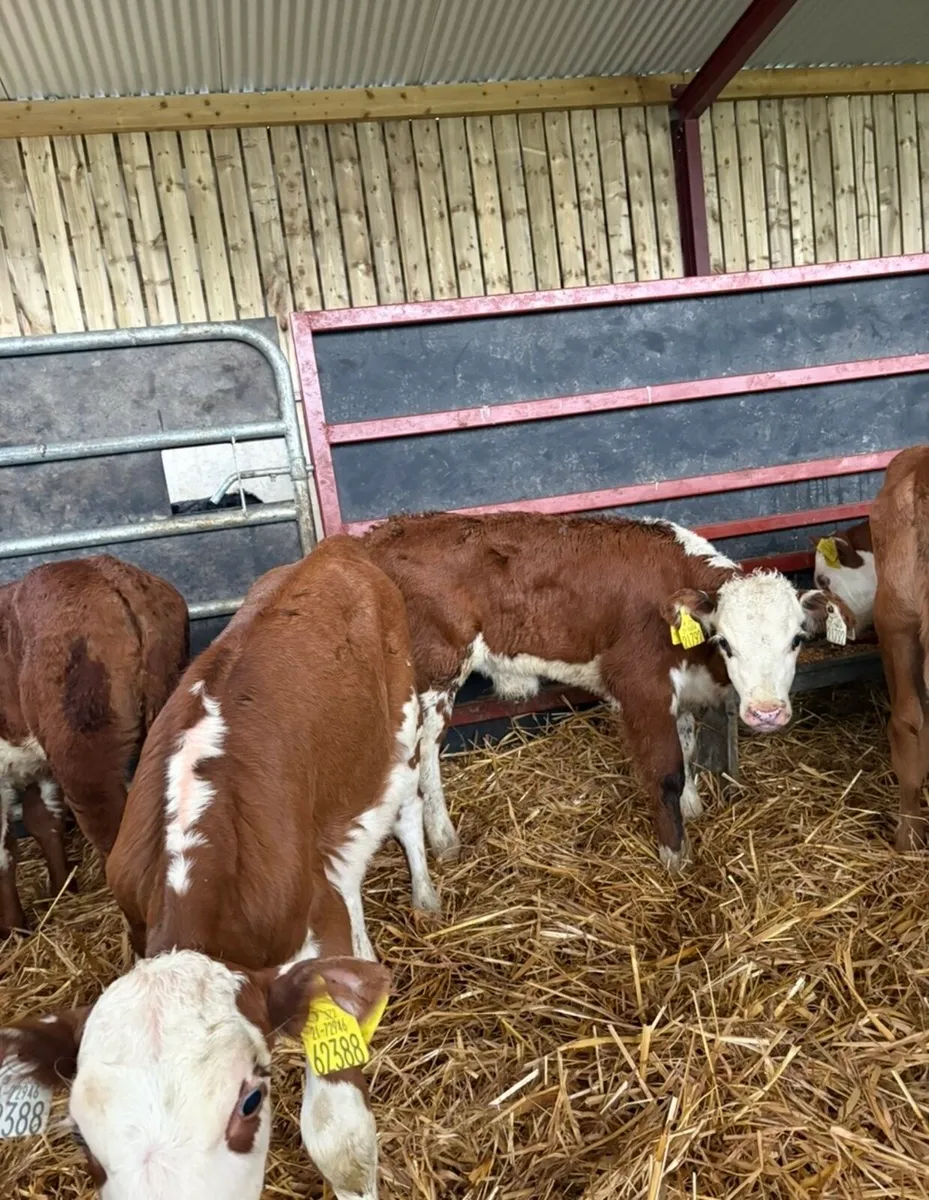 13 smashing heifer calves for sale - Image 2
