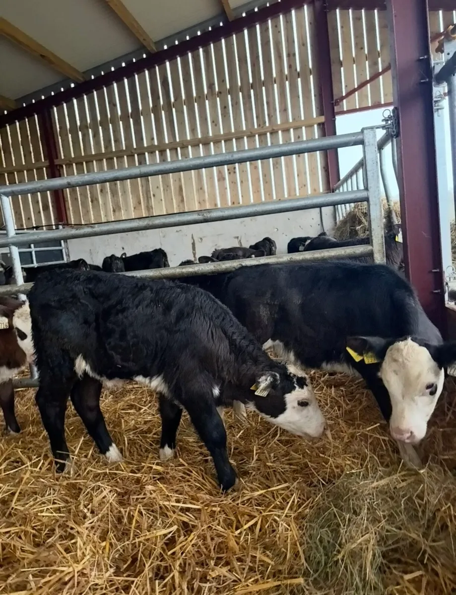 13 smashing heifer calves for sale - Image 3