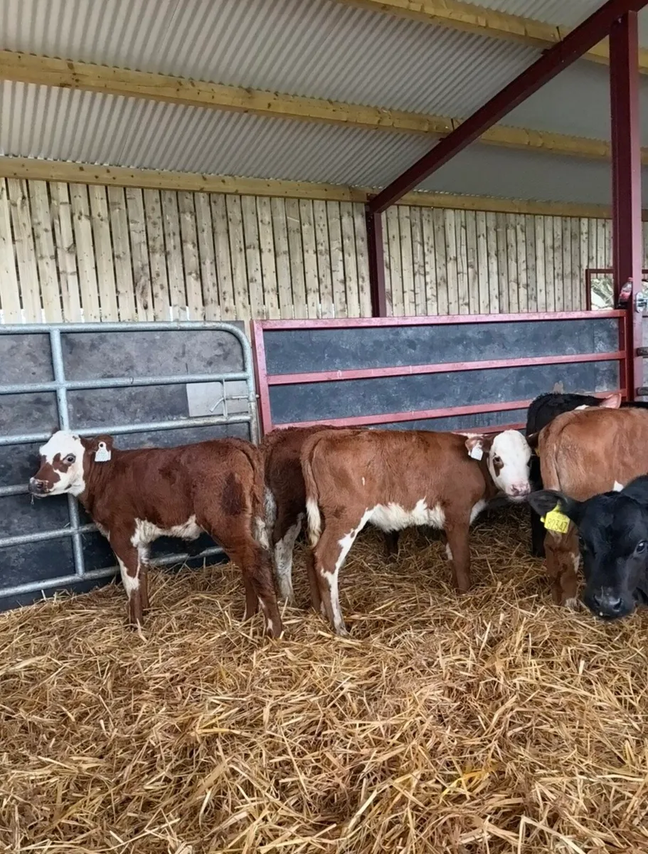 13 smashing heifer calves for sale - Image 4