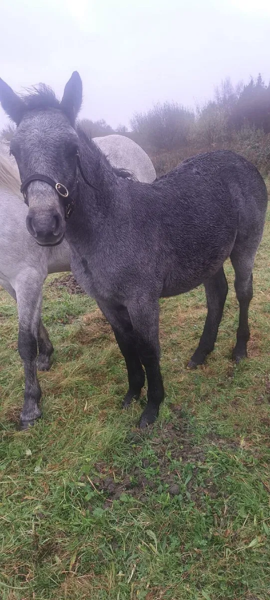 Connemara Colt Foal - Image 2