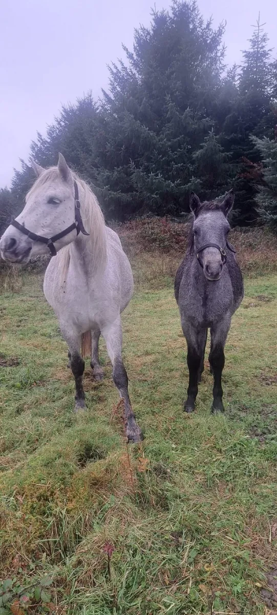 Connemara Colt Foal - Image 3