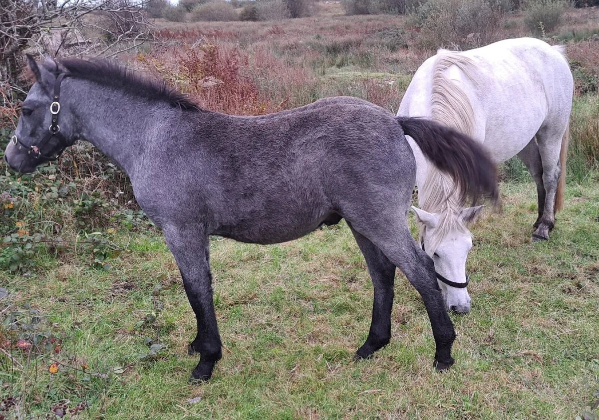 Connemara Colt Foal - Image 1