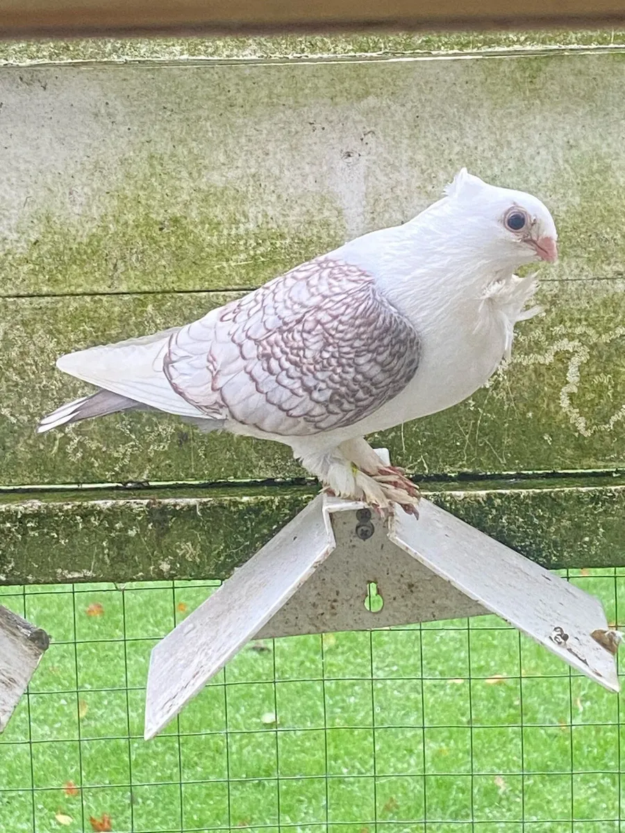 Pigeons - Image 1