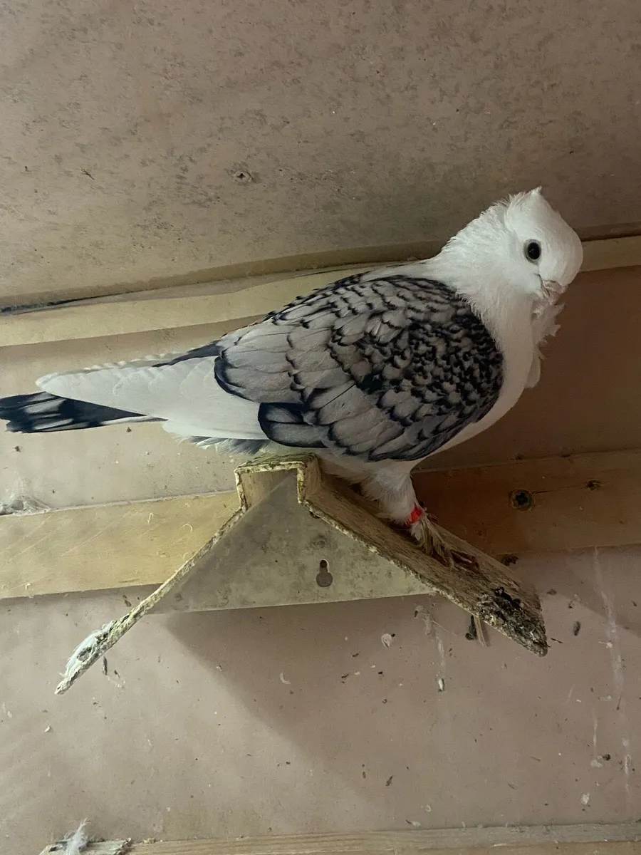 Pigeons - Image 2