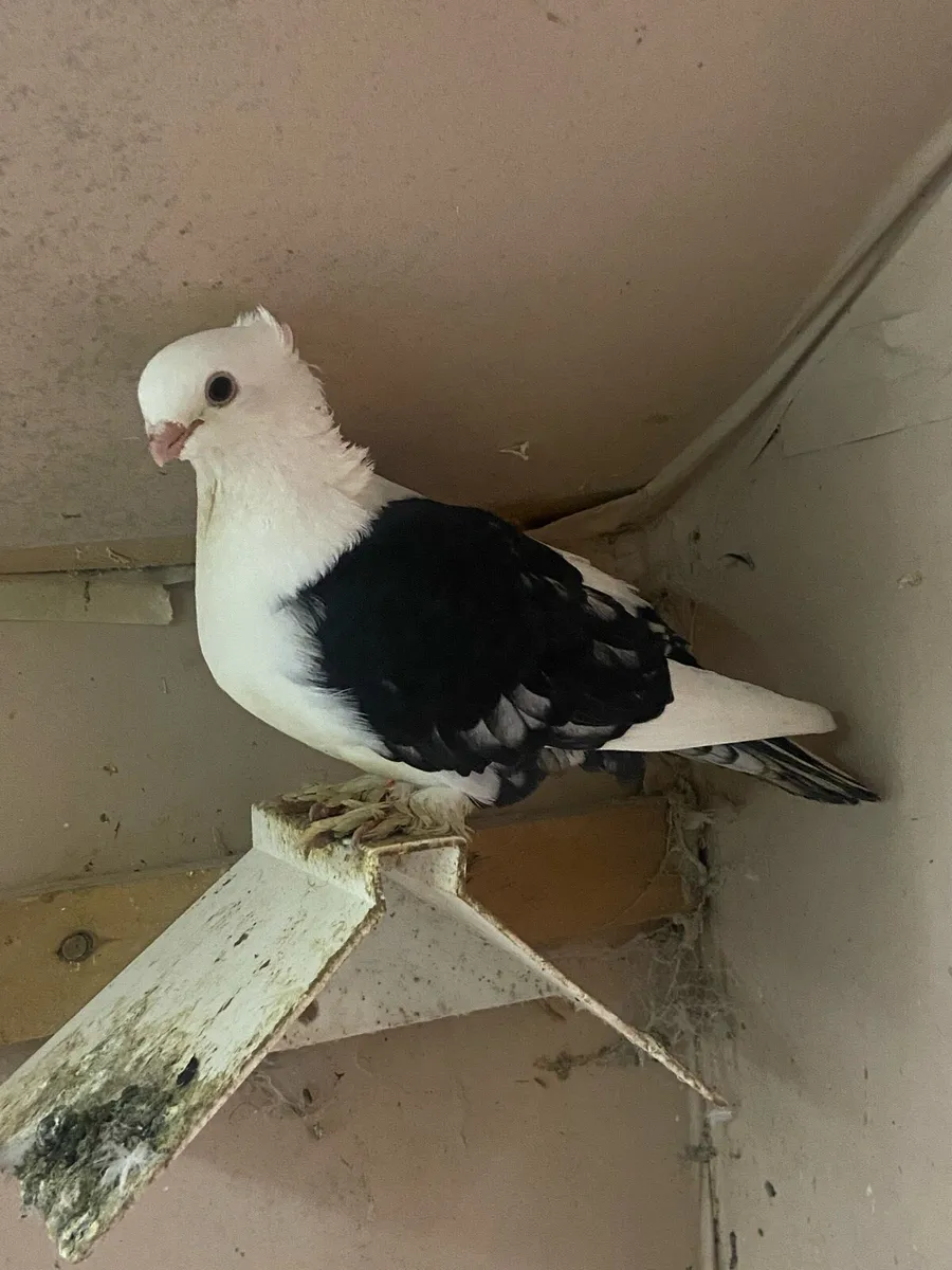 Pigeons - Image 3