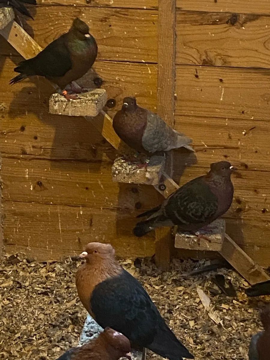 Pigeons - Image 4