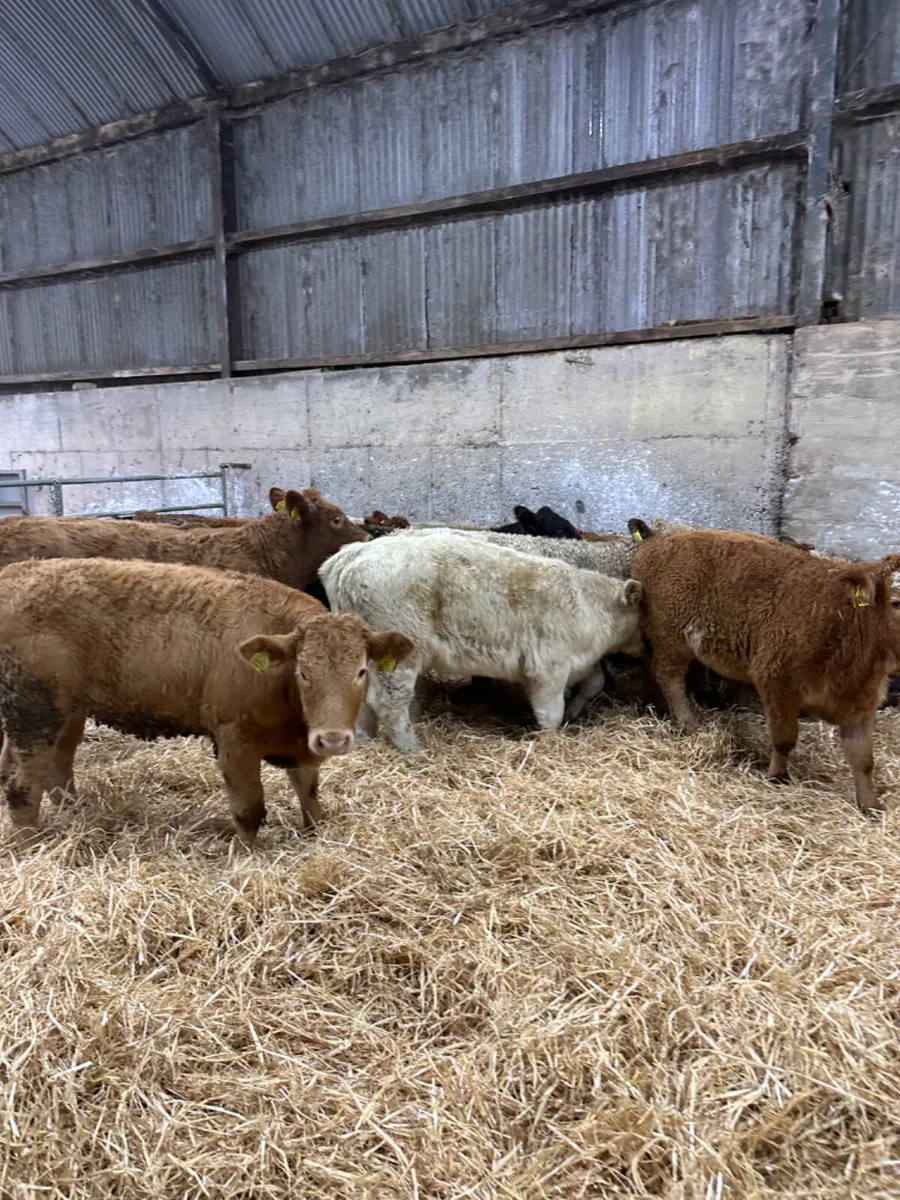 Charolais and lim heifers - Image 3
