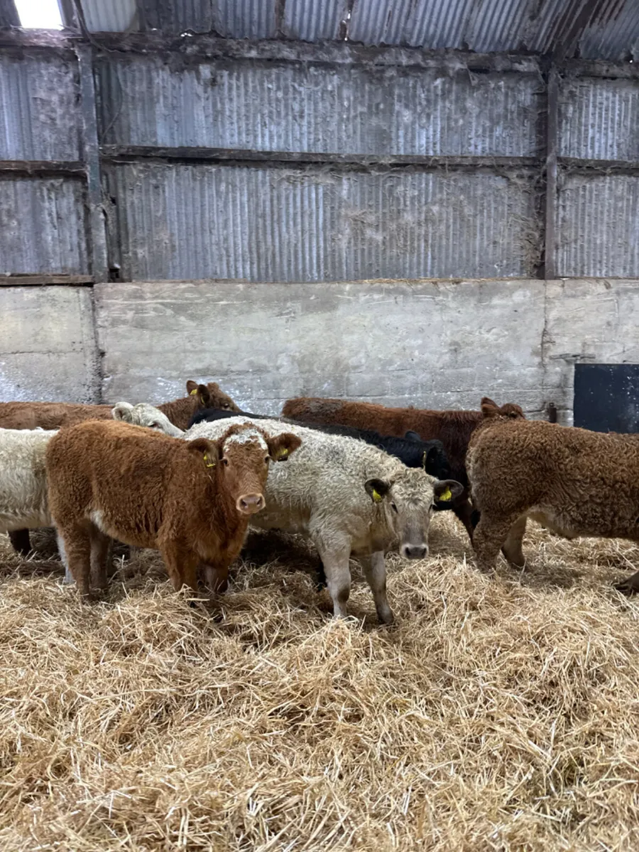 Charolais and lim heifers - Image 4
