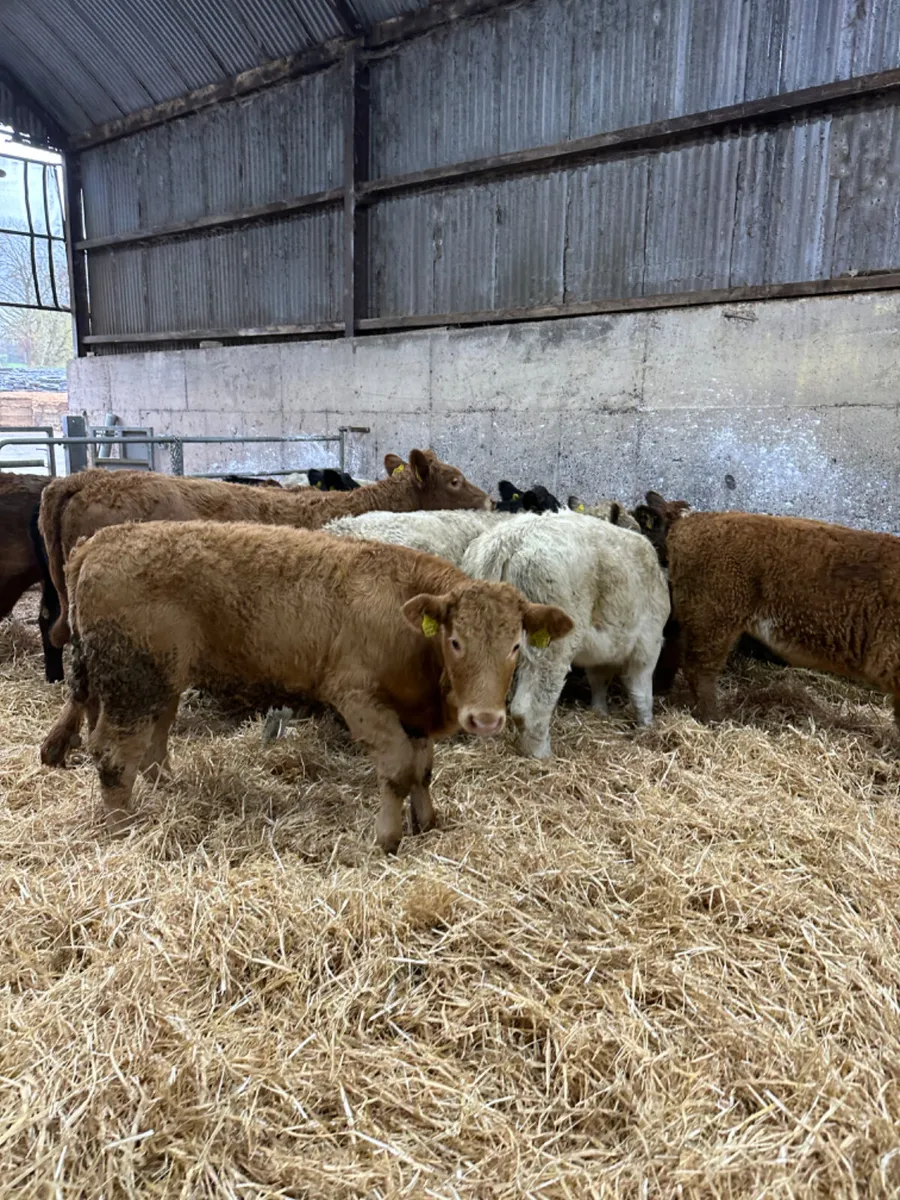 Charolais and lim heifers - Image 1