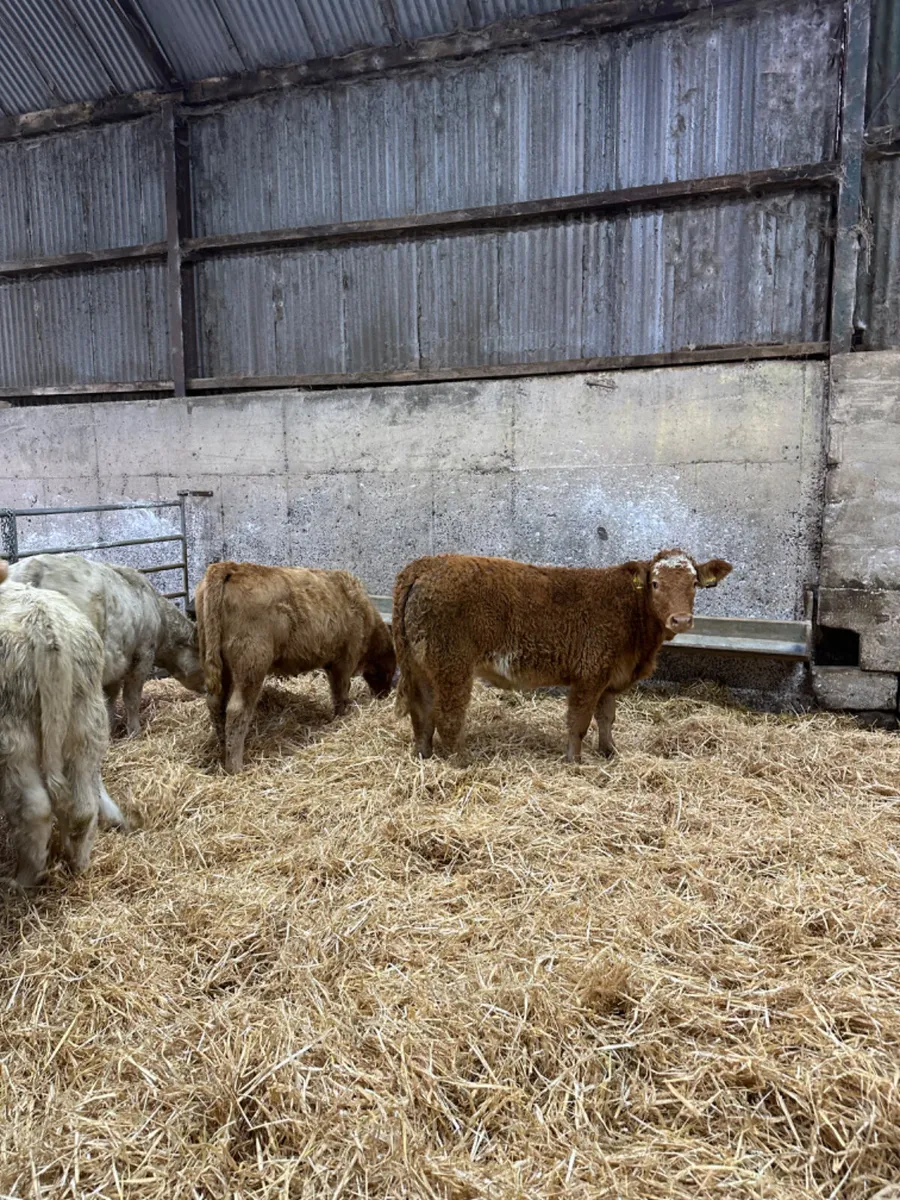 Charolais and lim heifers - Image 2