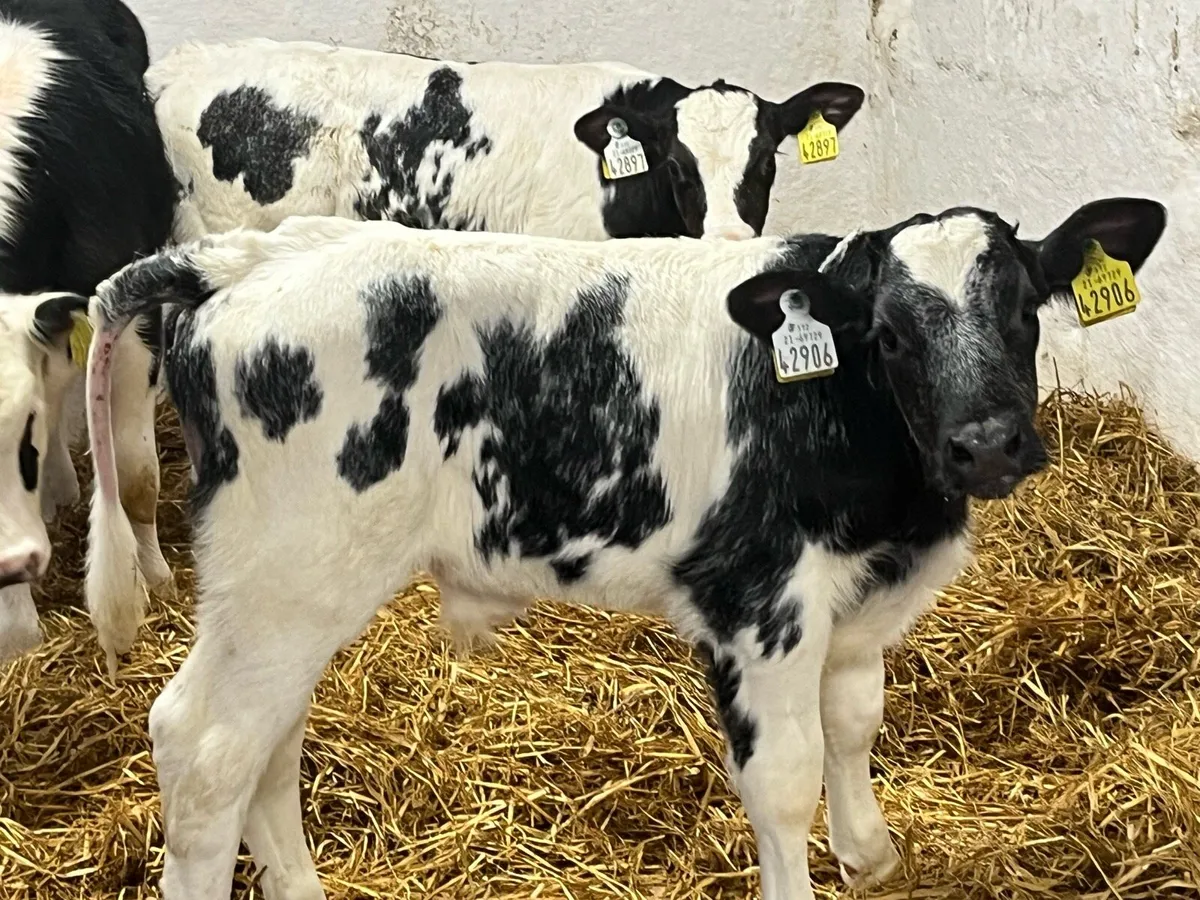 Super BB Bull Calves - From 1 Farm - Image 1