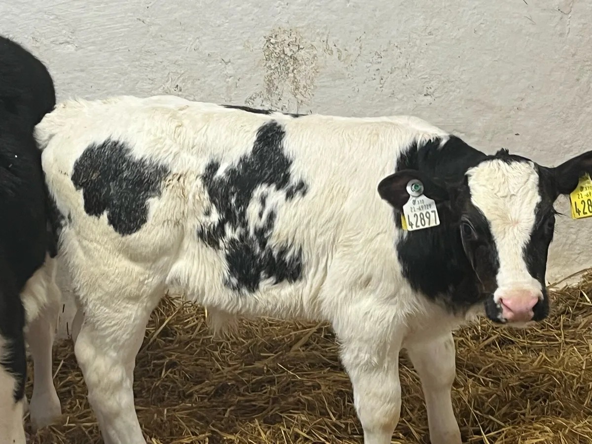 Super BB Bull Calves - From 1 Farm - Image 2
