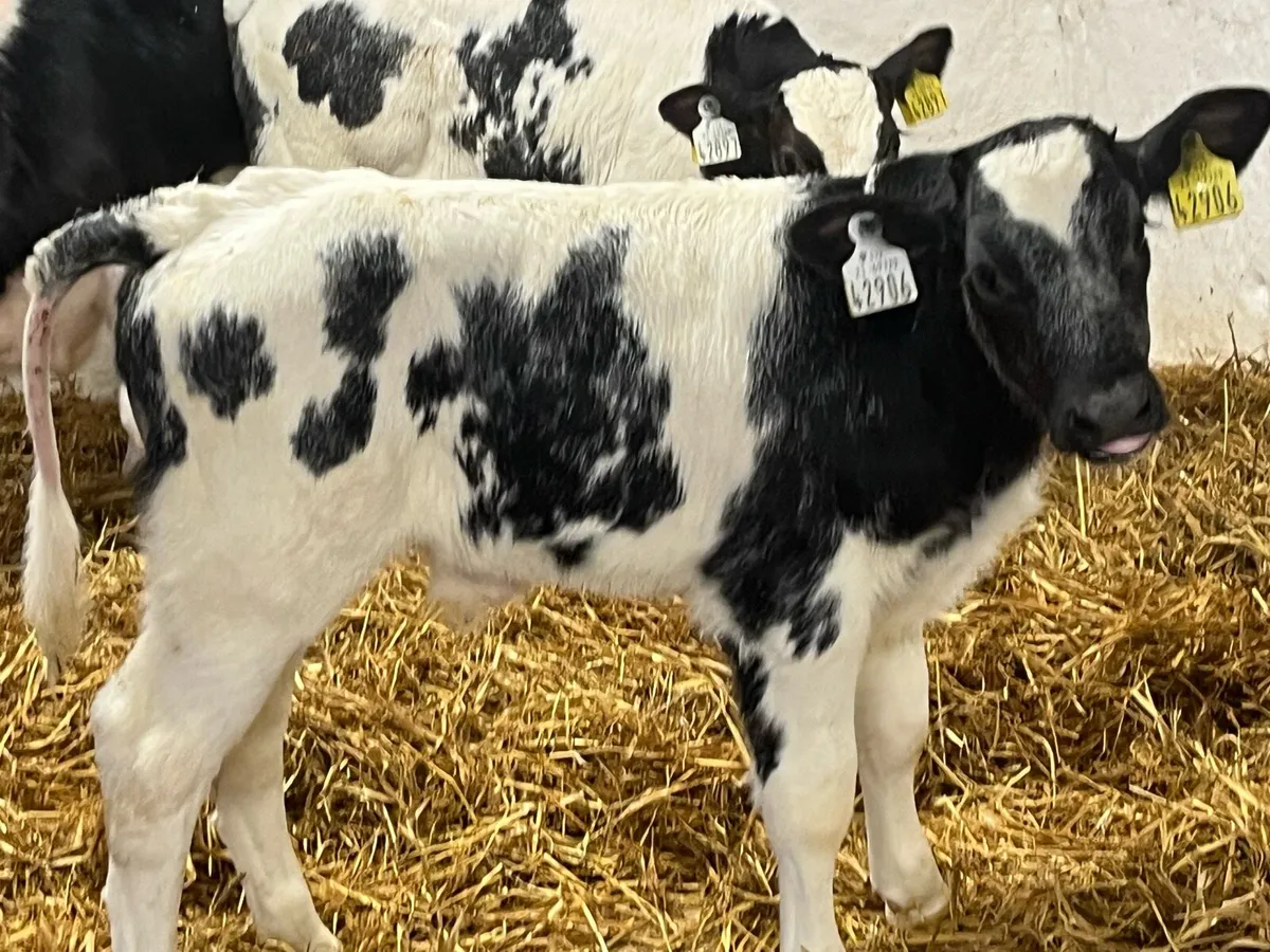 Super BB Bull Calves - From 1 Farm - Image 3