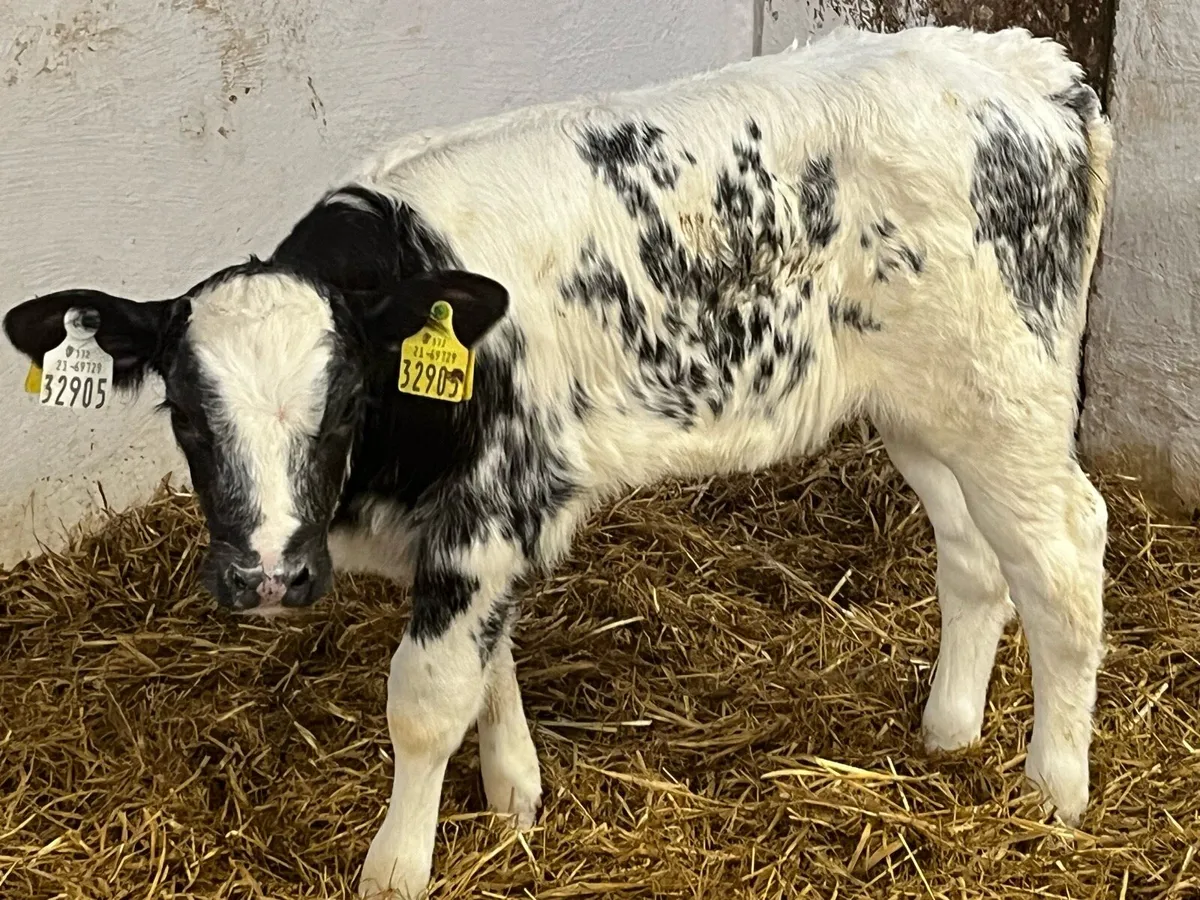 Super BB Bull Calves - From 1 Farm - Image 4