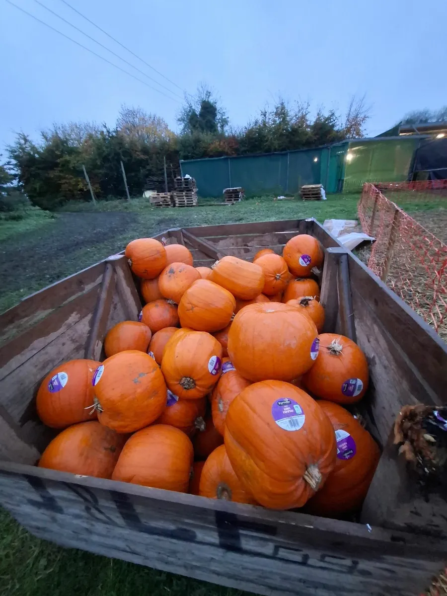 Pumpkins - Image 1