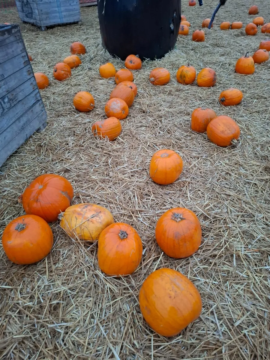 Pumpkins - Image 2