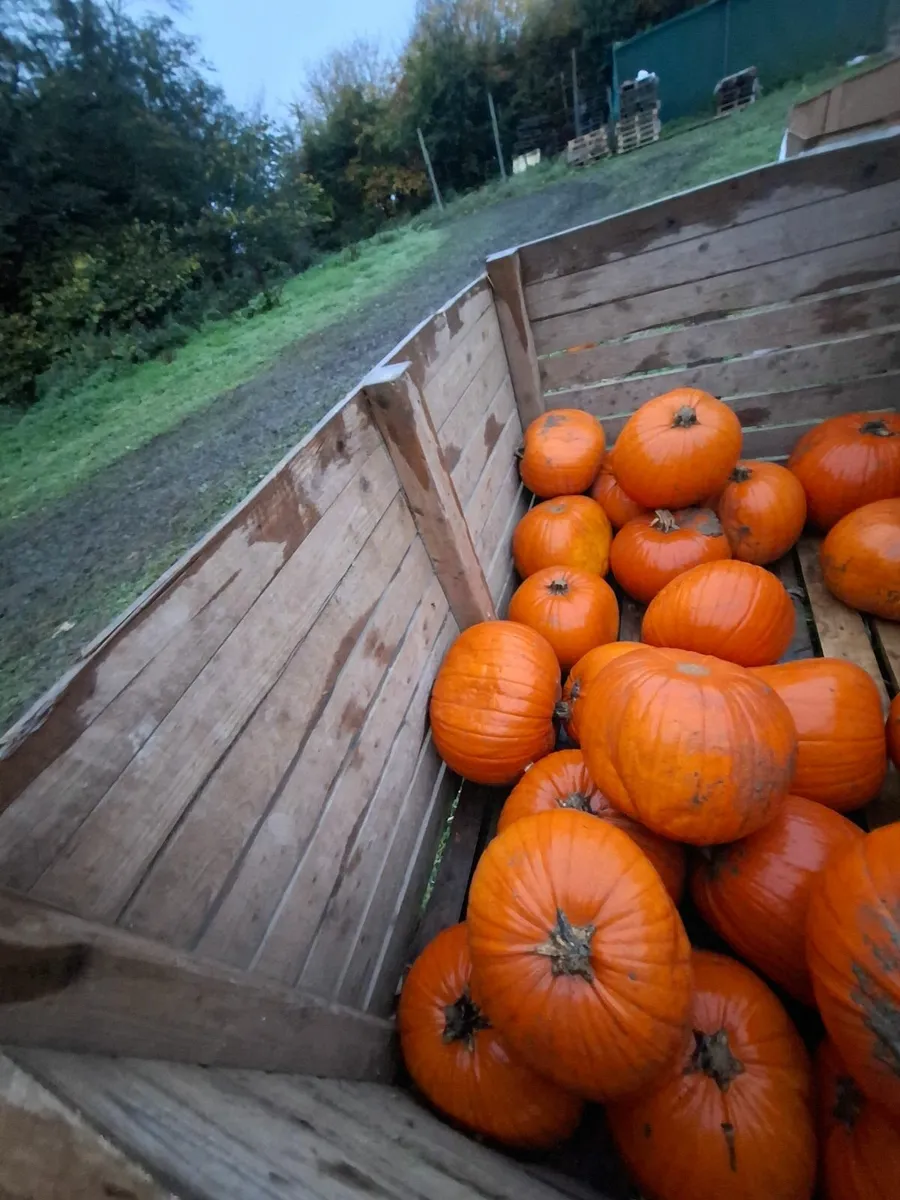 Pumpkins - Image 3