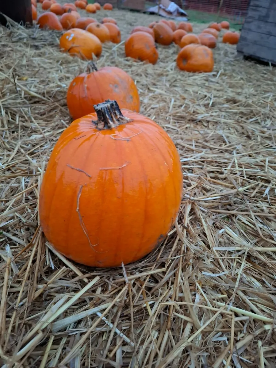 Pumpkins - Image 4