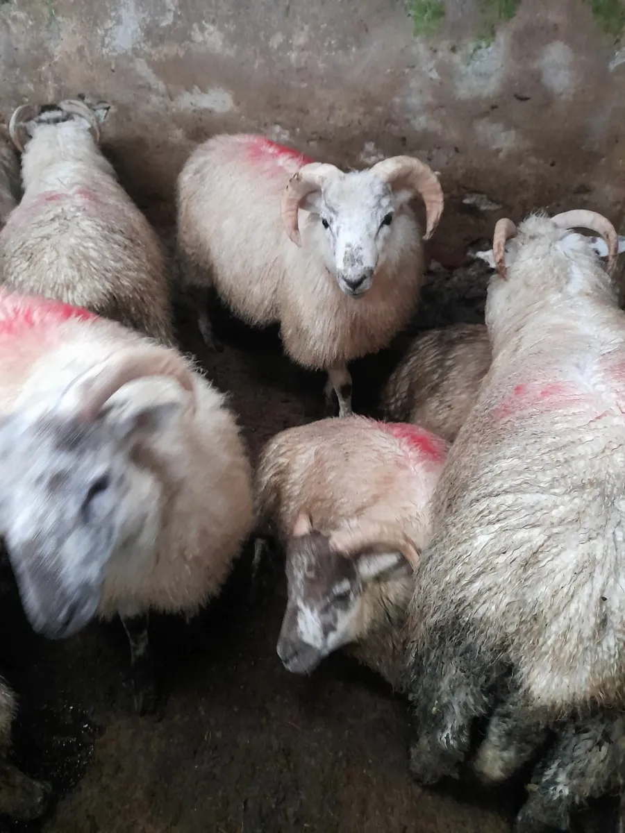 Ram lambs x 30 - Image 1