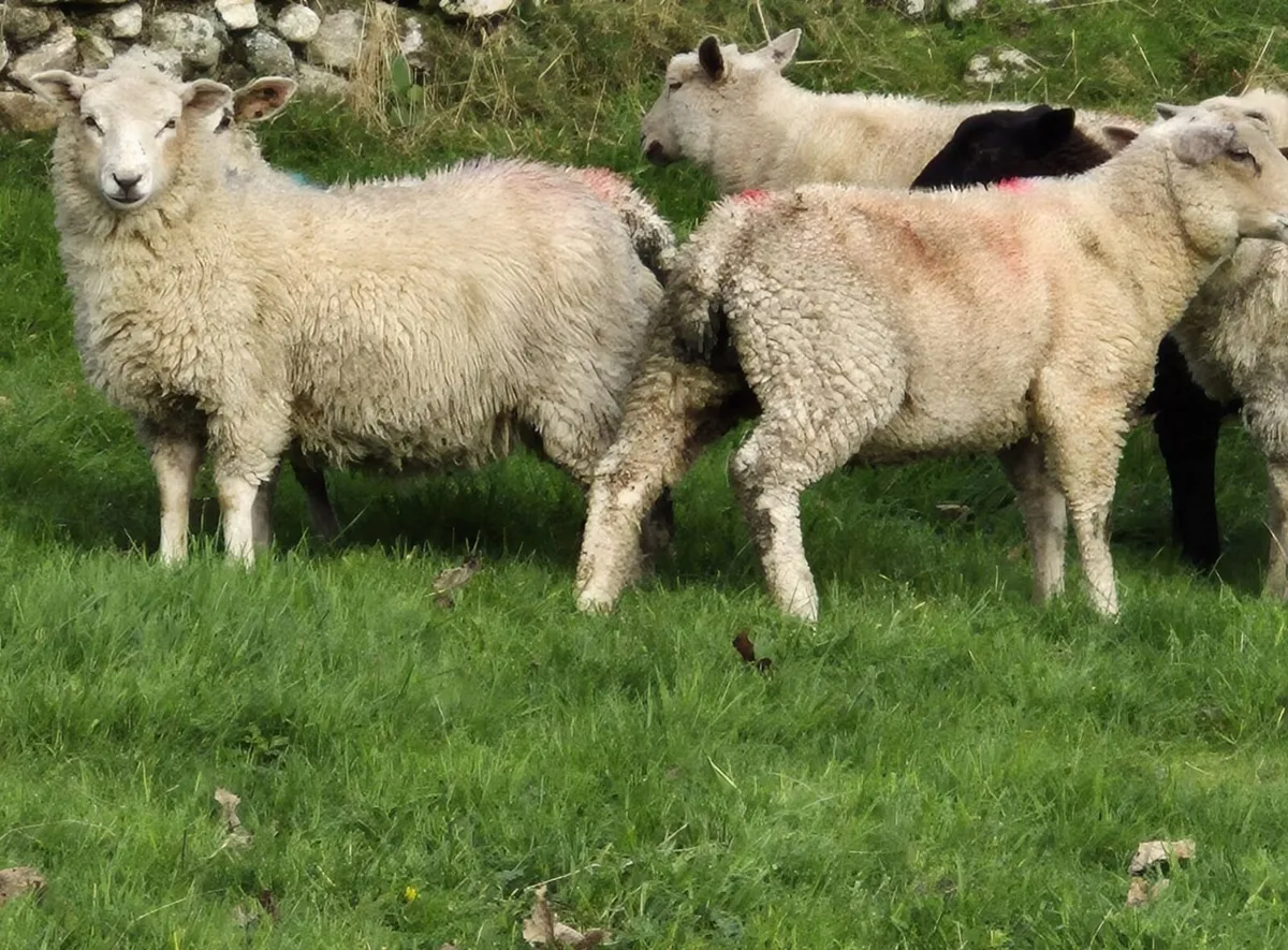 Store Lambs - Image 2