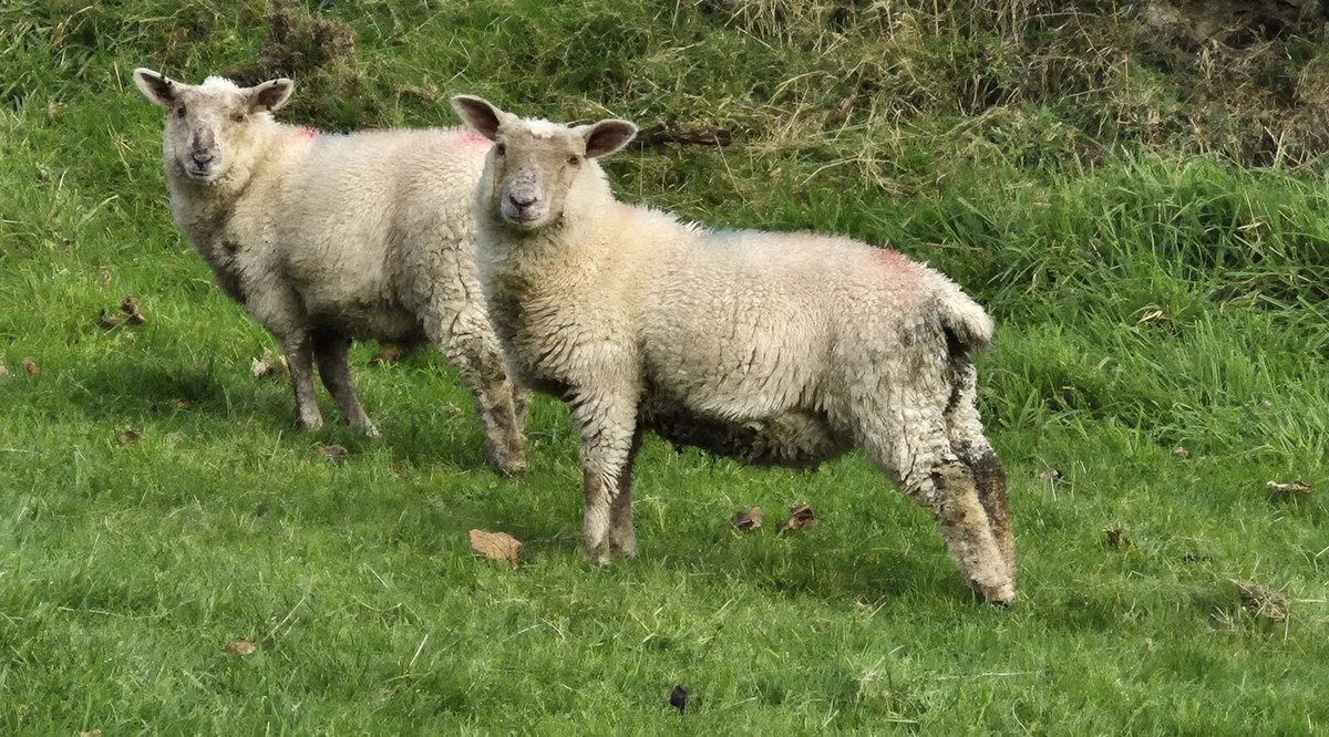 Store Lambs - Image 1