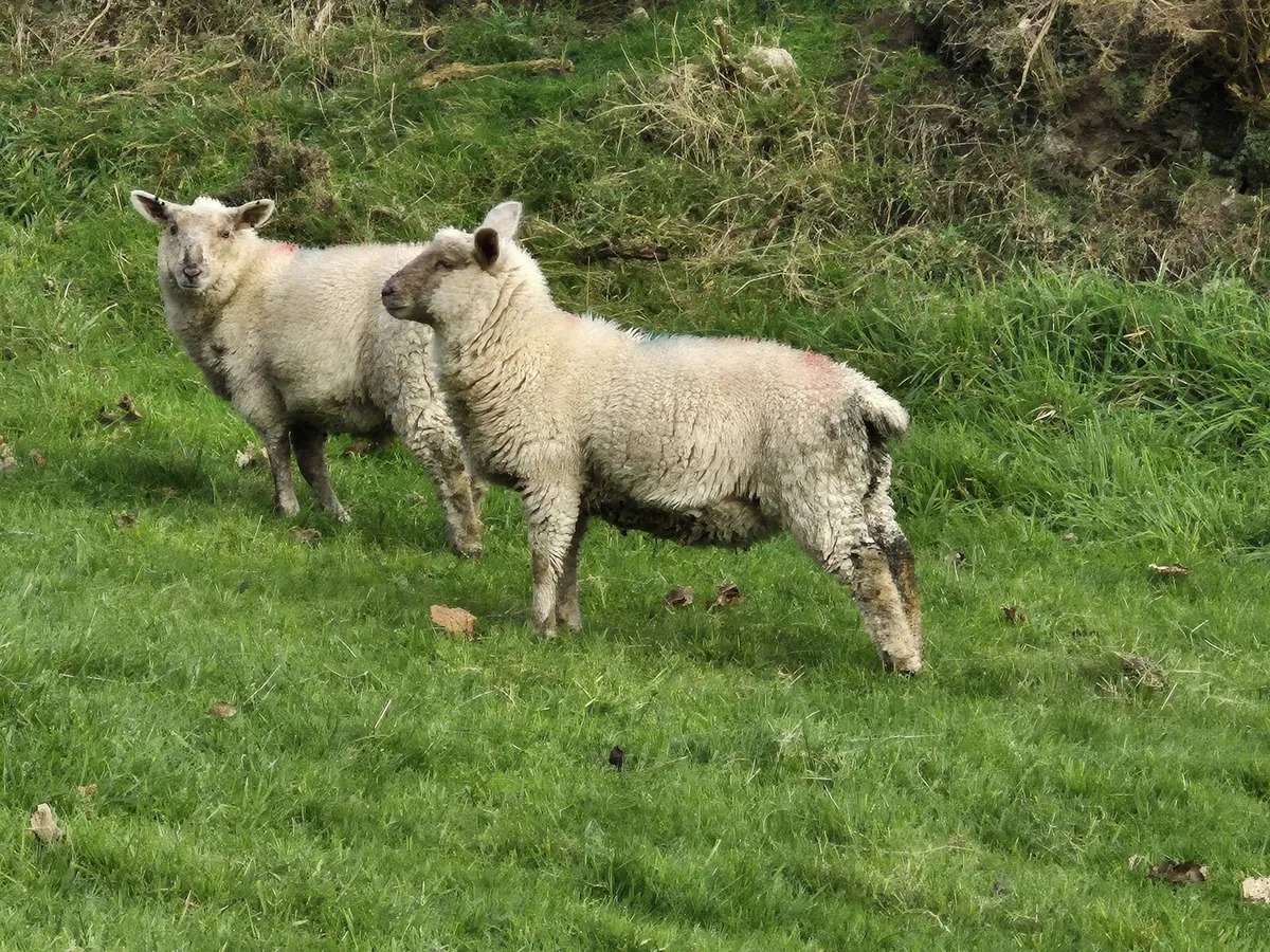 Store Lambs - Image 3