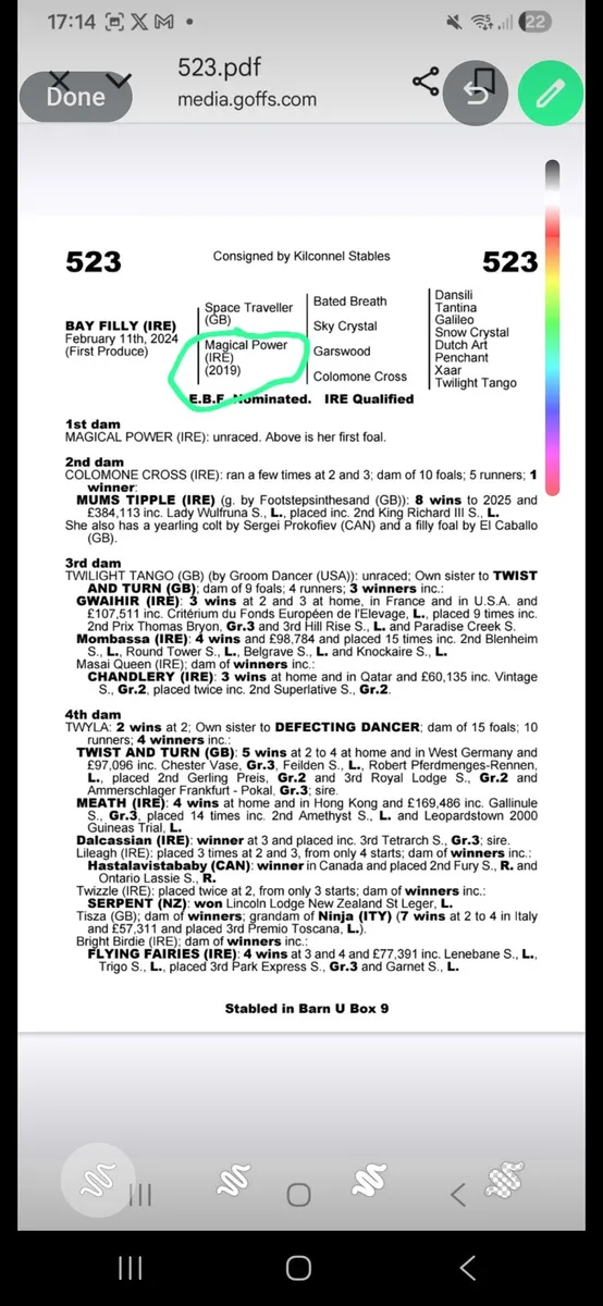 TB Mare in Foal to (King of Change) - Image 4