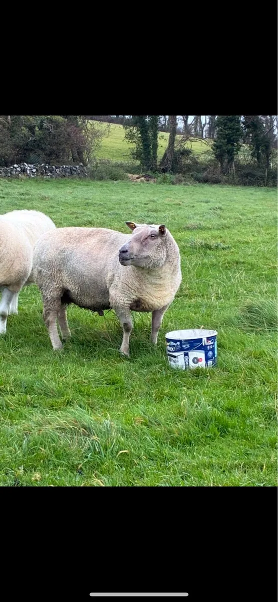 Charollais ram - Image 4