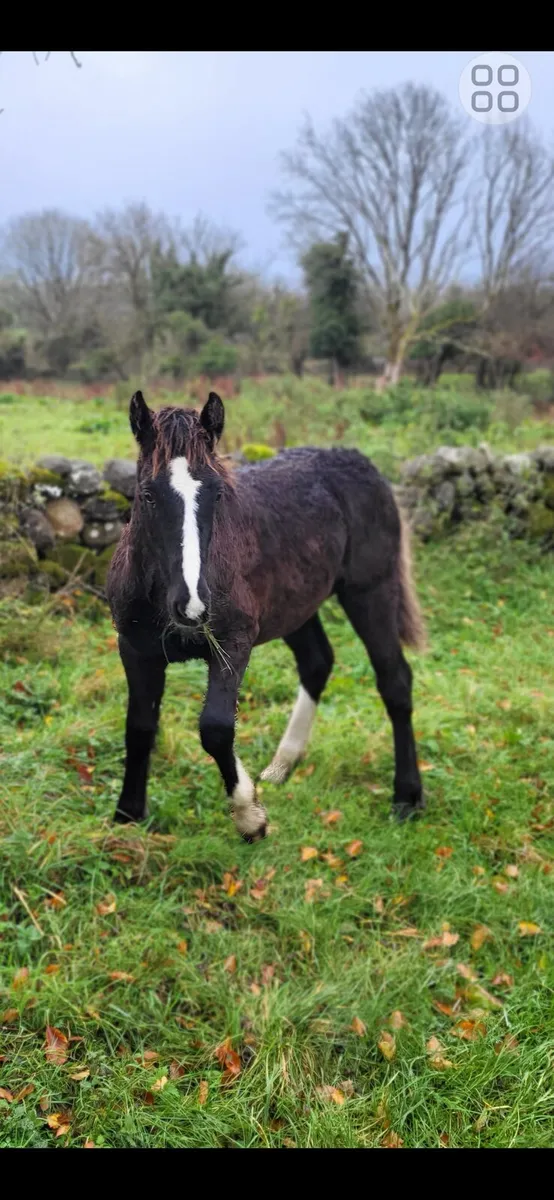 Colt cob foal - Image 1