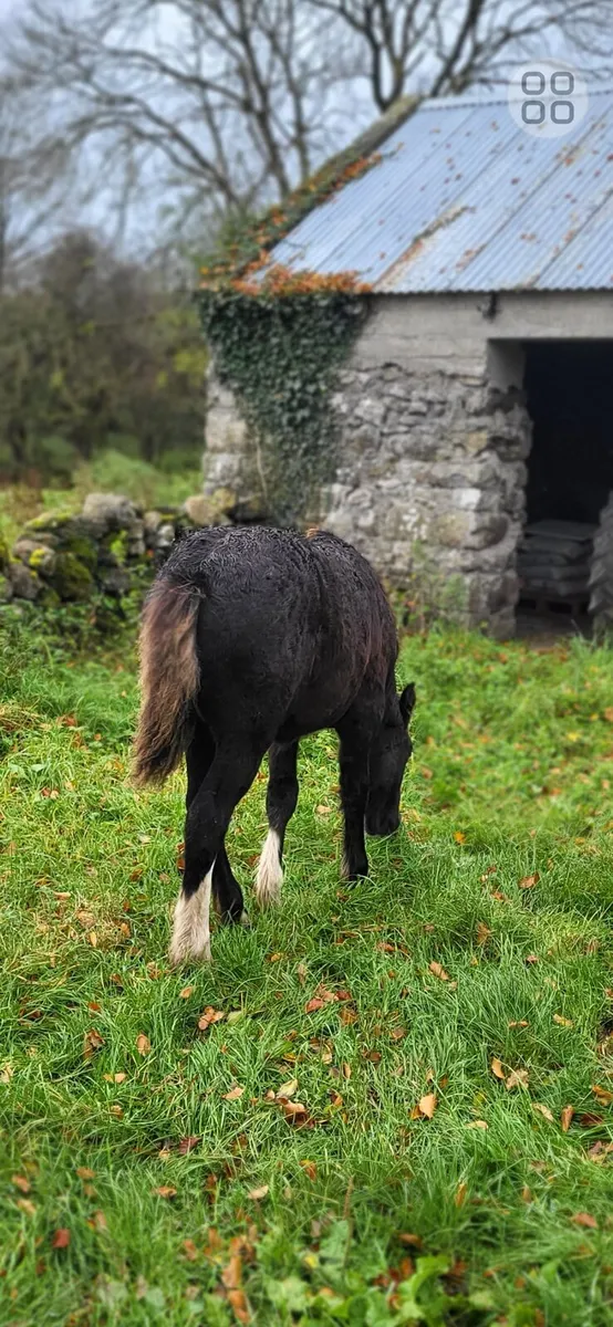 Colt cob foal - Image 2