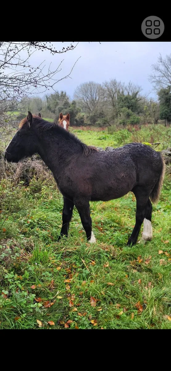 Colt cob foal - Image 3