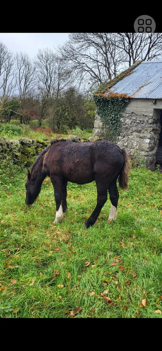 Colt cob foal - Image 4