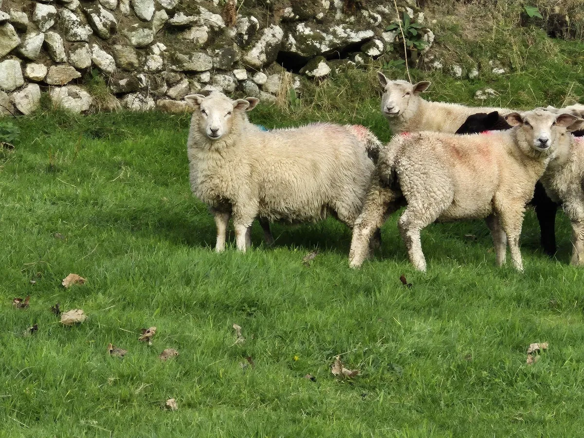 Store Lambs - Image 4