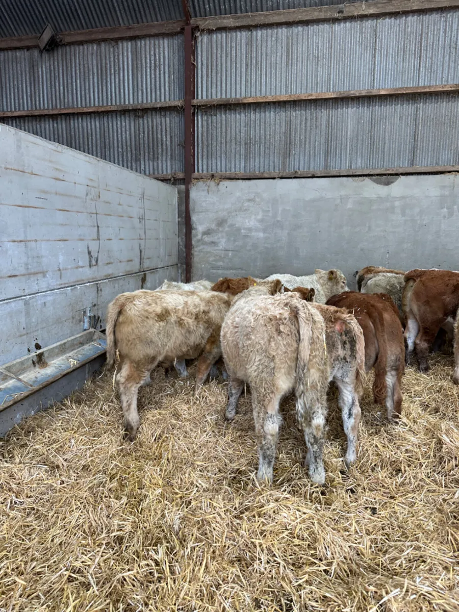 Charolais and lim bulls - Image 1