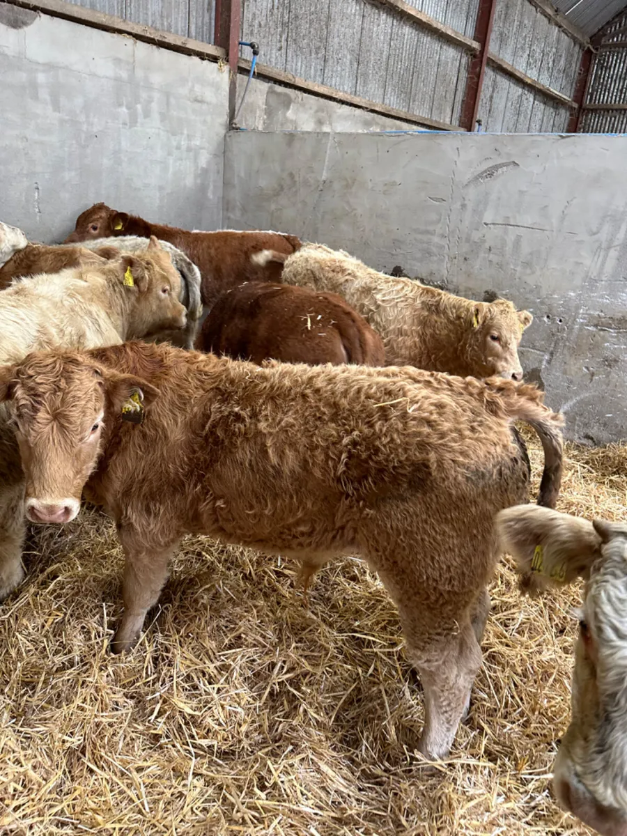 Charolais and lim bulls - Image 4