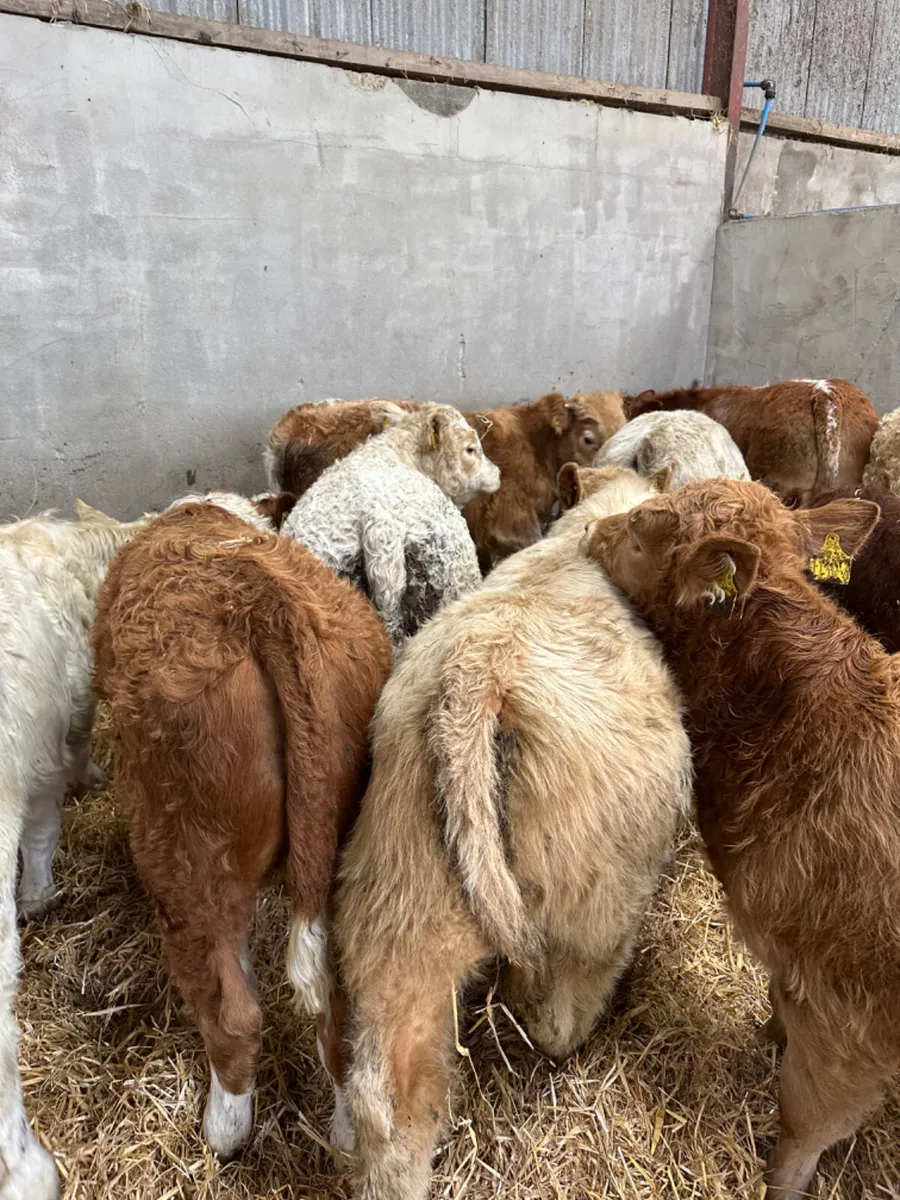 Charolais and lim bulls - Image 3